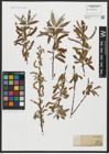 Foto von Salix alba L.